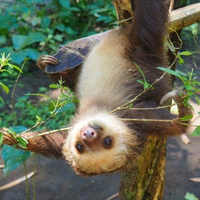 Baby Animalsさんのインスタグラム写真 - (Baby AnimalsInstagram)「Cute baby sloth just hanging out!」9月9日 1時01分 - thebabyanimals