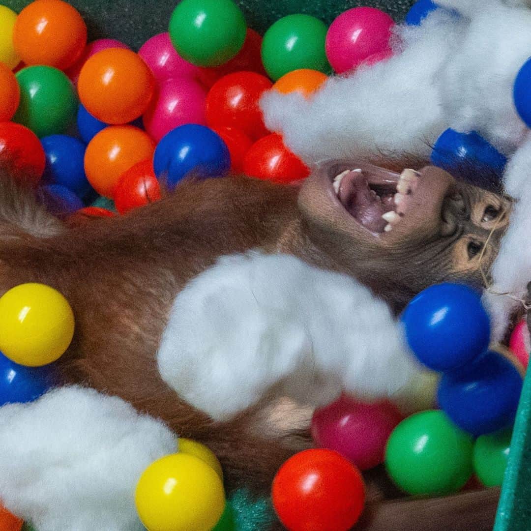 スミソニアン国立動物園さんのインスタグラム写真 - (スミソニアン国立動物園Instagram)「❤️🦧 As our young Bornean orangutan, Redd, nears his fourth birthday, primate keeper Erin Stromberg reflects on how his relationships with the adults in his social network have blossomed over the last year. ✏️STORY + 🎥 VIDEOS: https://s.si.edu/3bq3Dtw. (Link in bio.) #OrangutanStory」9月9日 1時11分 - smithsonianzoo