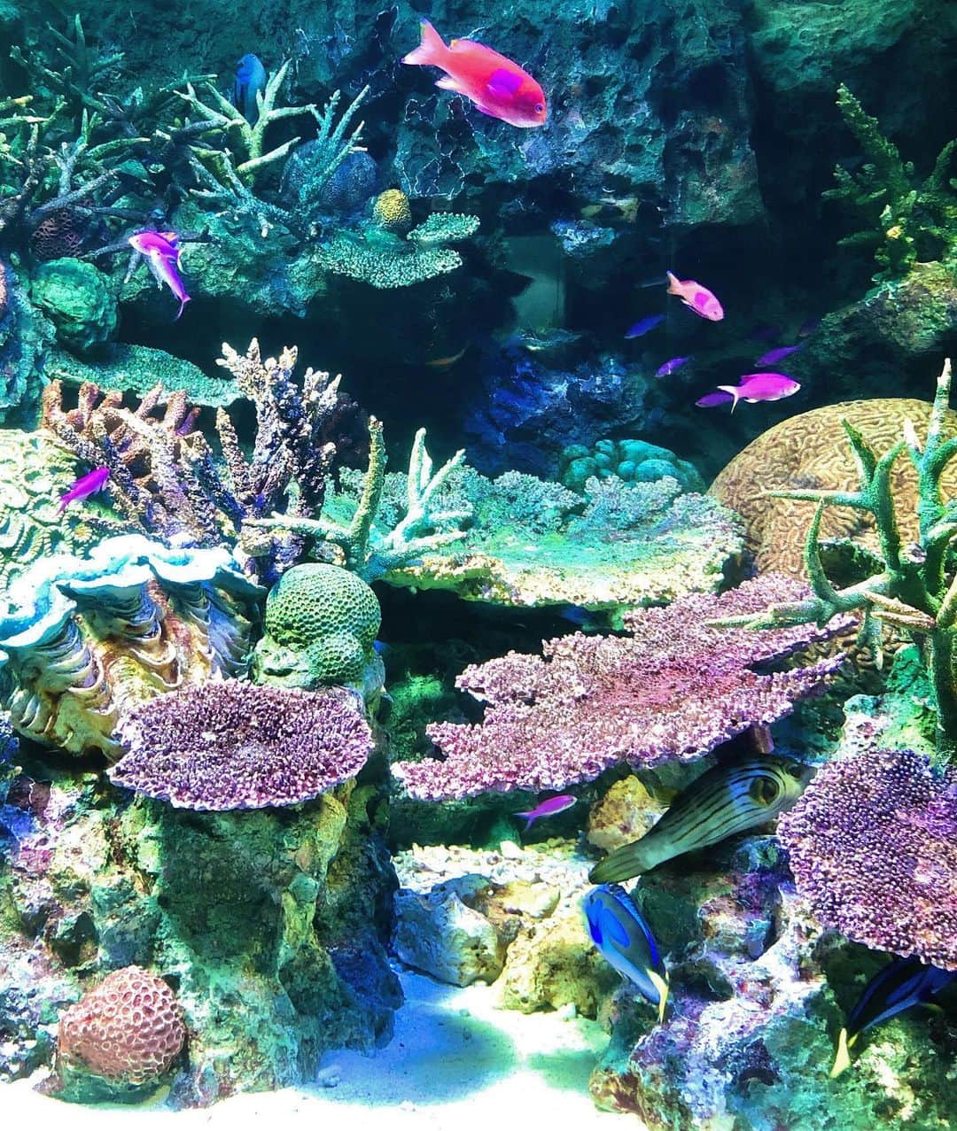 伊藤歩さんのインスタグラム写真 - (伊藤歩Instagram)「Chilling at an aquarium🐬🐠🐡🐬  今年は行けなかったから せめて海に行ったつもり💛  #aquarium#tokyolife#loveocean」9月9日 1時49分 - ayumi__ito