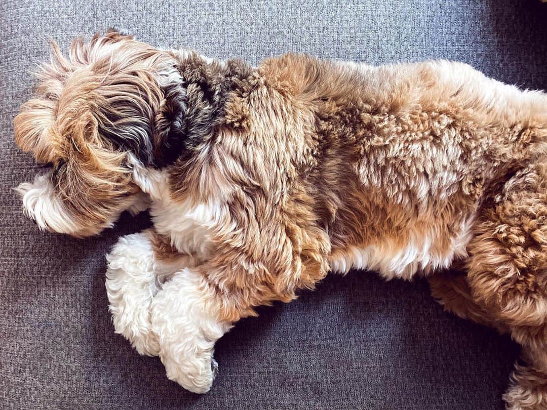 Buddy Boo Blueさんのインスタグラム写真 - (Buddy Boo BlueInstagram)「How Benny kicks off a week after a long weekend ... very similar, actually, to how he kicks off any day of the week.」9月9日 2時03分 - buddyboowaggytails