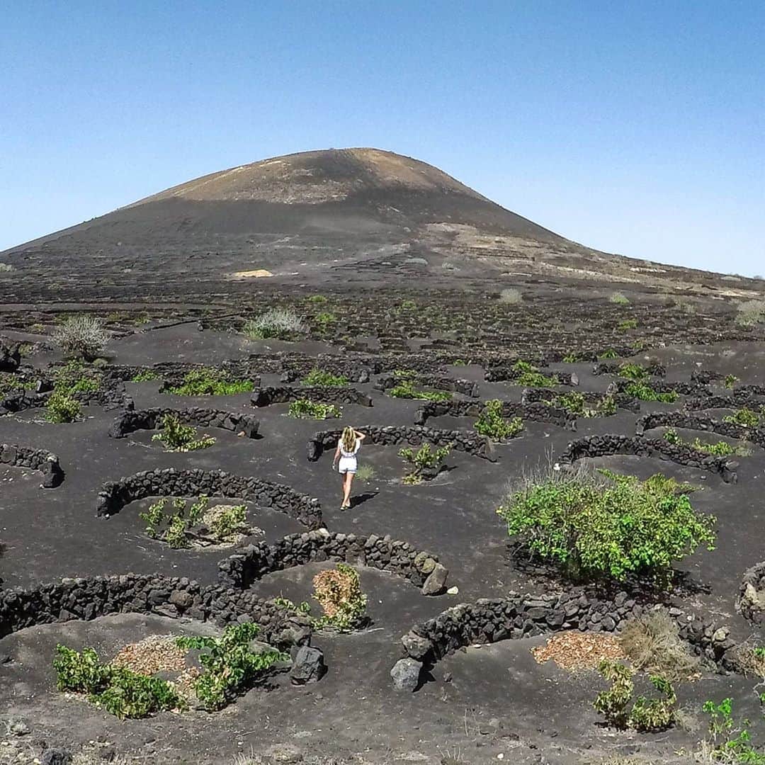 アリサ・ラモスのインスタグラム：「Real Life VS What Goes On in My Head. 😂 Honestly though, what would you think when visiting a VOLCANIC VINEYARD!!!!! . Yes, you heard me right! And even more rare than a wine region that grows bountifully from volcanic ash, is me taking a full vacation day to do something I want to do without just doing it for work....even tho I guess I just kind of did right now. . ANYWAYYY the last day of my solo adventure in the Canary Islands took a lot of will power but I was determined to see these volcanic wineries, so I boarded a ferry to Lanzarote, and saw them!!! . Hands down the most epic vineyards I've ever seen, and arguably some of the best wine...which is going to suuuckk for me since I can only fit about four bottles in my suitcase!! . If I wasn't already sold on the beautiful waters/beaches of Fuerteventura, Im now even more sold with these volcanic wineries!!! And sneaky secret.....I may be giving three people a few nights stay for any time in the next full year soon!!!! . Did you know that volcanic wineries exist? Who wants to go to one??! . . PS, wearing #mylifesasummermovie One Piece Global Citizen as a top! . . #globalwino #winelover #wino #volcanicwine #Lanzarote #Fuerteventura #CanaryIslands #spain #vacation #alyssasdayoff #mylifesatravelmovie #timanfaya #natgeotravel #gltlove」