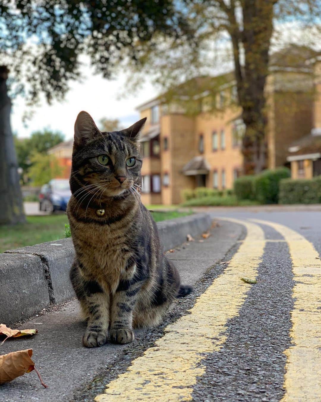 アレックス・ブノワのインスタグラム：「This little guy lives in our complex. He is now our friend. All is as it should be.」