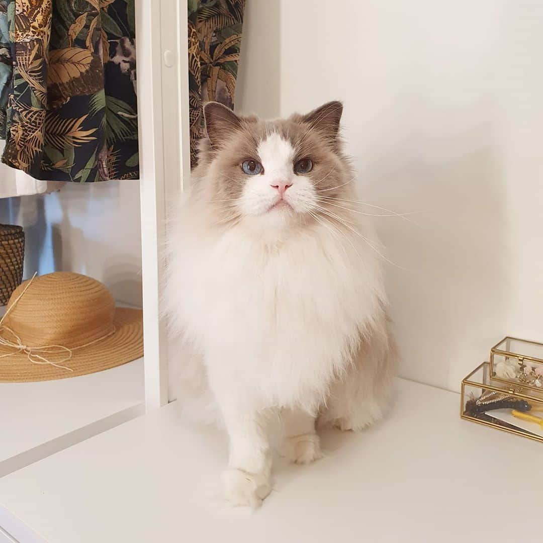 Princess Auroraさんのインスタグラム写真 - (Princess AuroraInstagram)「That flooffy lion mane 🦁」9月9日 3時09分 - aurorapurr