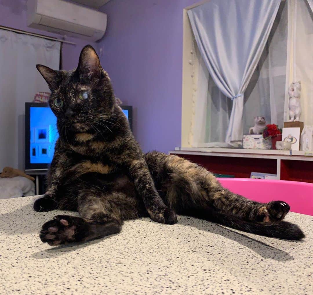 のインスタグラム：「そこで寛がれると、テレビが見えないんですけど…  #うちの猫ら #ひじき #hijiki #猫 #ねこ #cat #ネコ #catstagram #ネコ部 http://kachimo.exblog.jp」