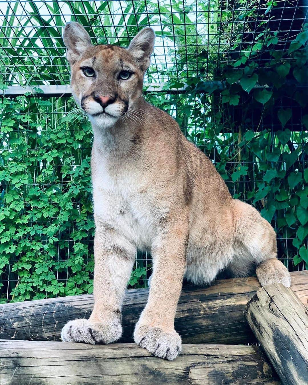Zoological Wildlife Foundationさんのインスタグラム写真 - (Zoological Wildlife FoundationInstagram)「Elan, soon to be 1, is growing strong, majestic and just stunning.🐾🐆 #cougar #soontobeoneyearold」9月9日 3時16分 - zwfmiami