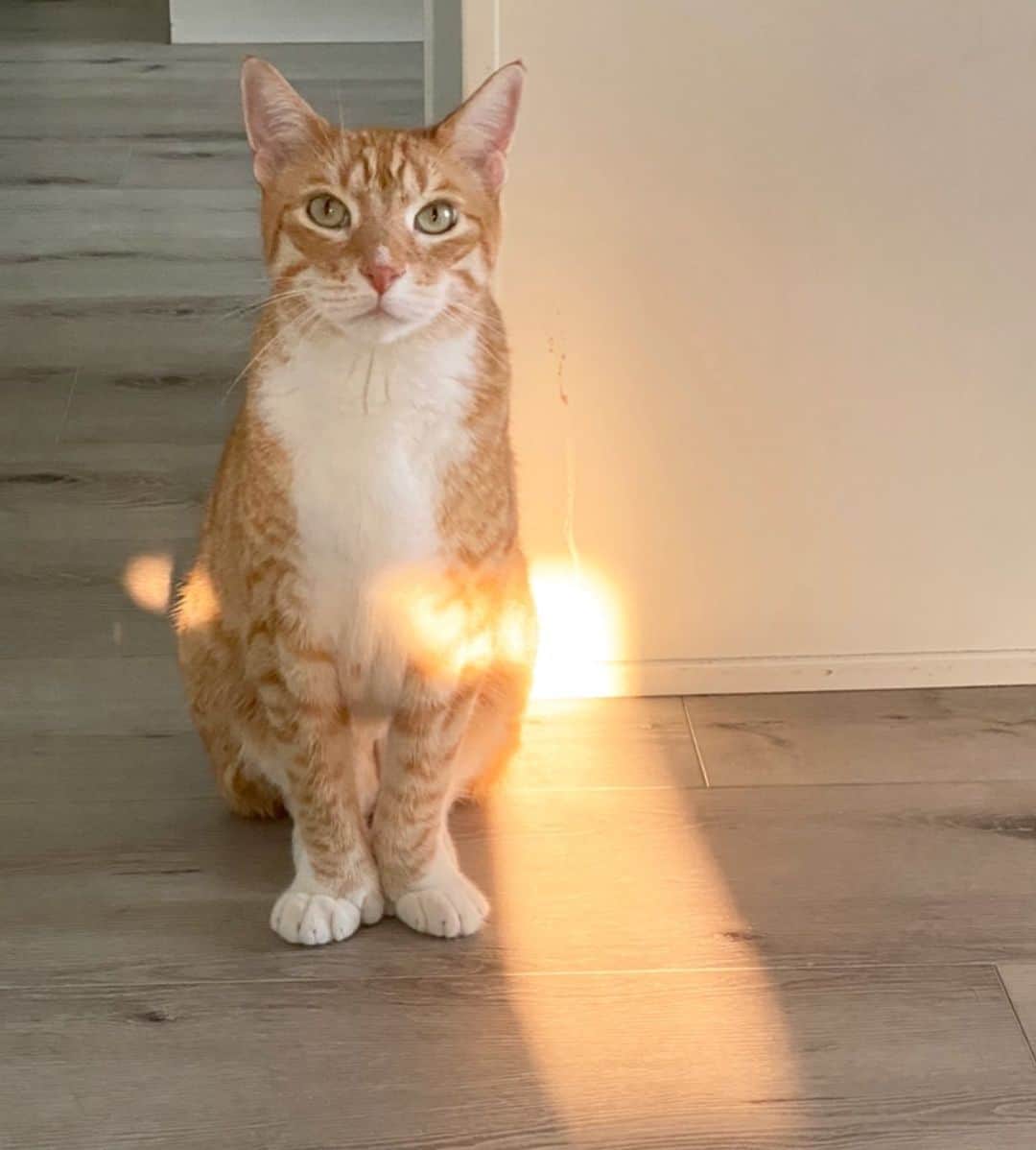 City the Kittyのインスタグラム：「Sometimes it’s hard to see the light at the end of the tunnel. 🐾 But we will never give up.   #nevergiveup💪 #nevergiveup #stopdeclawing 🐾」
