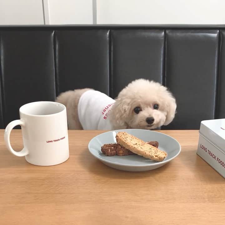 mizuのインスタグラム：「あれ？あれ？ ろちこのおやつはどこー？•ᴥ• . . 台風前に届いてたけど、そわそわしてて放置してたクッキー缶やマグなど。 おいしい。 そしてやっぱり赤ロゴが好きすぎる♡」