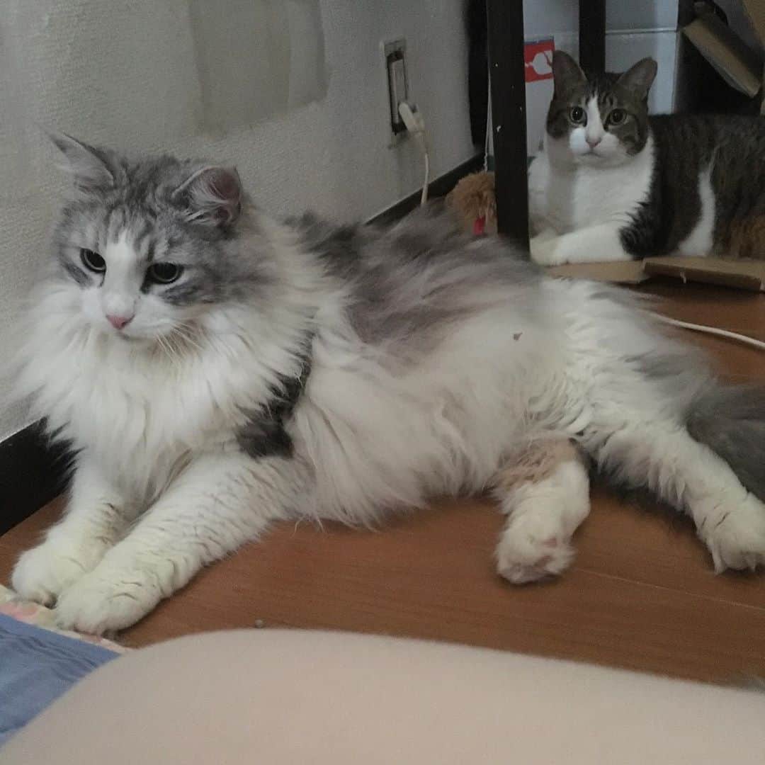 lululukululuさんのインスタグラム写真 - (lululukululuInstagram)「うちの子達　lulu&kululu 😻❣️😻 #ねこ#ネコ#猫#cat」9月9日 14時14分 - tajitajicat