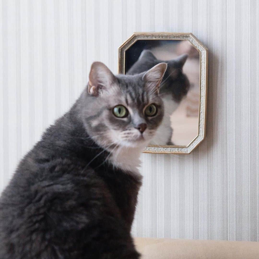 清水桜子さんのインスタグラム写真 - (清水桜子Instagram)「『フェルトと刺繍のいろんな猫』﻿ #アウトテイクカットをご紹介﻿ ﻿たくさんご紹介しようと思っていたのに のびのびになってしまってました！  苦労した「鏡よ鏡よ鏡さん」カット、パート2。 のんだけでなく、めめや @kote 家のうーちゃんでも チャレンジしましたよ〜。しかしうまく鏡に収まってくれず。。  ＼新しいグッズのご紹介！／  『フェルトと刺繍でつくる猫のブローチ』 @ahoyembroidery サンフェルトさんより刺繍キット3種類、発売になってます！ フェルトや糸、ブローチピンなどセットになっているので これから初心者さんにもチャレンジしやすいですね。 Amazonで販売しているようです。※在庫少  ＼書籍も引き続きよろしくお願いします／ 『フェルトと刺繍のいろんな猫』﻿ @ahoyembroidery （著）／講談社﻿ （ @ahoyembroidery プロフィールにリンクあります）﻿ ﻿ #フェルトと刺繍でつくる猫のブローチ #サンフェルト #ahoyembroidery #アホイエンブロイダリー﻿ #刺繍 #フェルト刺繍 #刺繍本 #講談社 #cat ﻿ #catembroidery #handembroidery #embroidery ﻿ #embroider #embroidered #handmade﻿ #handstitch #猫刺繍 #newbook #stayhome ﻿ #stayathome #おうちじかんを楽しもう #フェルトと刺繍のいろんな猫」9月9日 14時25分 - sakuracos