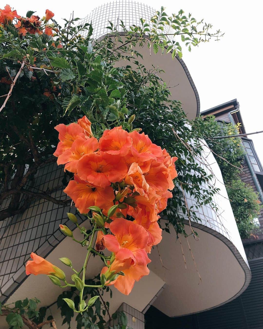 東美樹さんのインスタグラム写真 - (東美樹Instagram)「🍊🧡 🌿 Love this beautiful flowers on the way to the coffee shop. Anyone knows what they are called? この花の名前、分かる方いますか？ 私のパーソナルカラーでもある大好きなサーモンオレンジのお花達。 色や形によって癒されたり元気になったりするから、視覚から入る情報の影響って大きい。 #花のある暮らし を続けられる様に、自粛生活で学んだ、”自分の心に余裕を持つこと。” 心がけよう☺︎ . #アニミスト #アニミズム #マインドフルネス #花のある景色  #日本の景色 #tokyostreet  #earthdayeveryday #mindfulness #animism」9月9日 14時40分 - mikko.36___