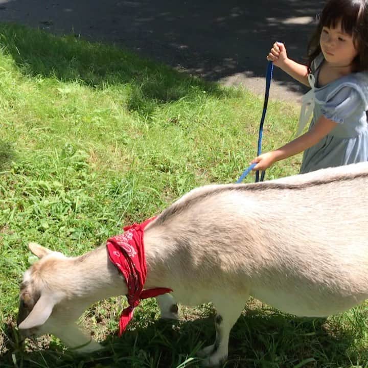 日高薫のインスタグラム：「夏の思い出💛💚伊香保グリーン牧場へ🐐🐏  動物が大好きな娘ちゃんははじめてヤギさんのお散歩が出来てとっても楽しそうでした🥰  #伊香保グリーン牧場 #ヤギ散歩 #ヤギの赤ちゃん #名前はトマムちゃん#サンダルはパグ#パグパグアドベンチャー好き #3歳夏の思い出 #3歳 #動物大好き」