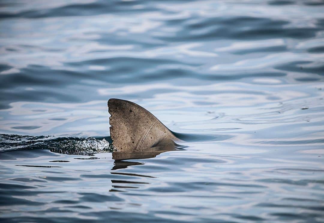 Costa Sunglassesのインスタグラム：「@Ocearch Expedition Nova Scotia is underway. Follow along at the link in our bio. 📷: @chrisrossphotodotcom #SeeWhatsOutThere #BornOnTheWater」