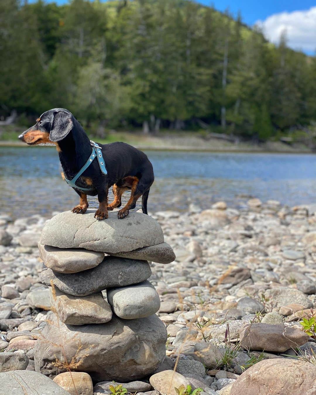 Crusoe the Celebrity Dachshundさんのインスタグラム写真 - (Crusoe the Celebrity DachshundInstagram)「“Sometimes you just need a higher perspective.. “ ~ Crusoe」9月9日 6時52分 - crusoe_dachshund