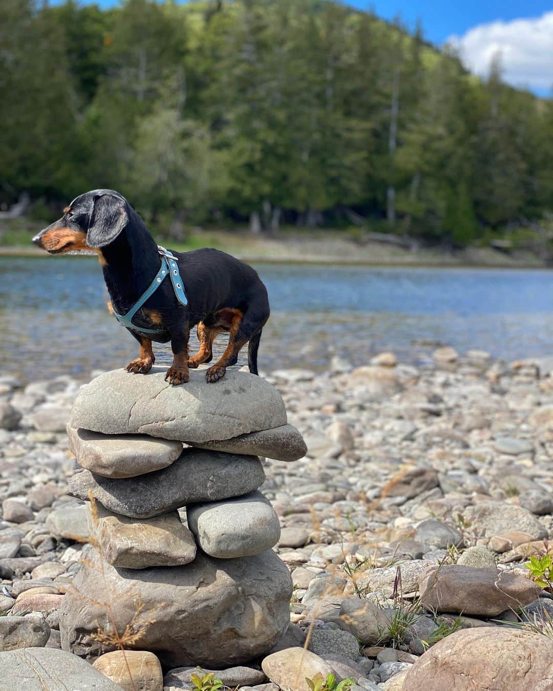 Crusoe the Celebrity Dachshundのインスタグラム：「“Sometimes you just need a higher perspective.. “ ~ Crusoe」
