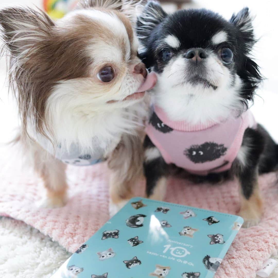 kayoのインスタグラム：「* * * めろちゃんちゅき💗 * * めろめろの事が大好きな らいちん☺️ * * Lychee💗kayo * * #chihuahua#chihuahualove#dogstgram#dog#instadog#チワワ#チワワ大好き#チワワのいる暮らし * * *」