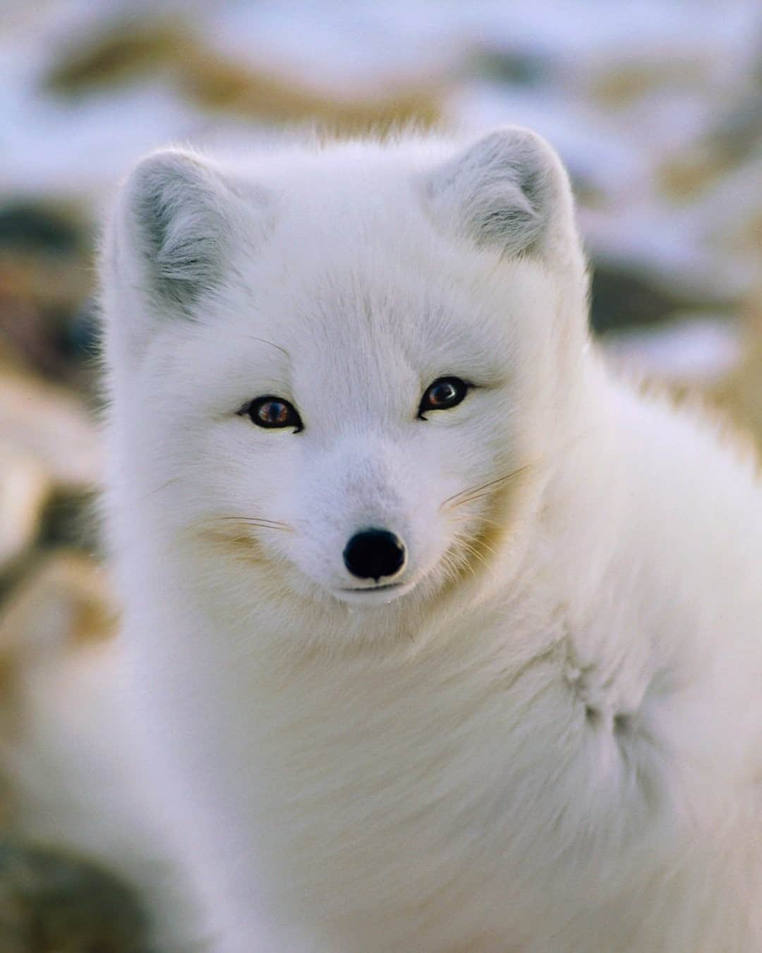 のインスタグラム：「Photo by @paulnicklen  Getting into a staring contest with a six-pound adult Arctic fox. It's moments like this where you find yourself holding your breath for a couple of reasons—you don’t want to frost up your camera viewfinder and you want the experience to last forever. Follow me @PaulNicklen for more moments in nature that takes your breath away. #Fox #ArcticFox #Arctic #Nature #NatureLovers」