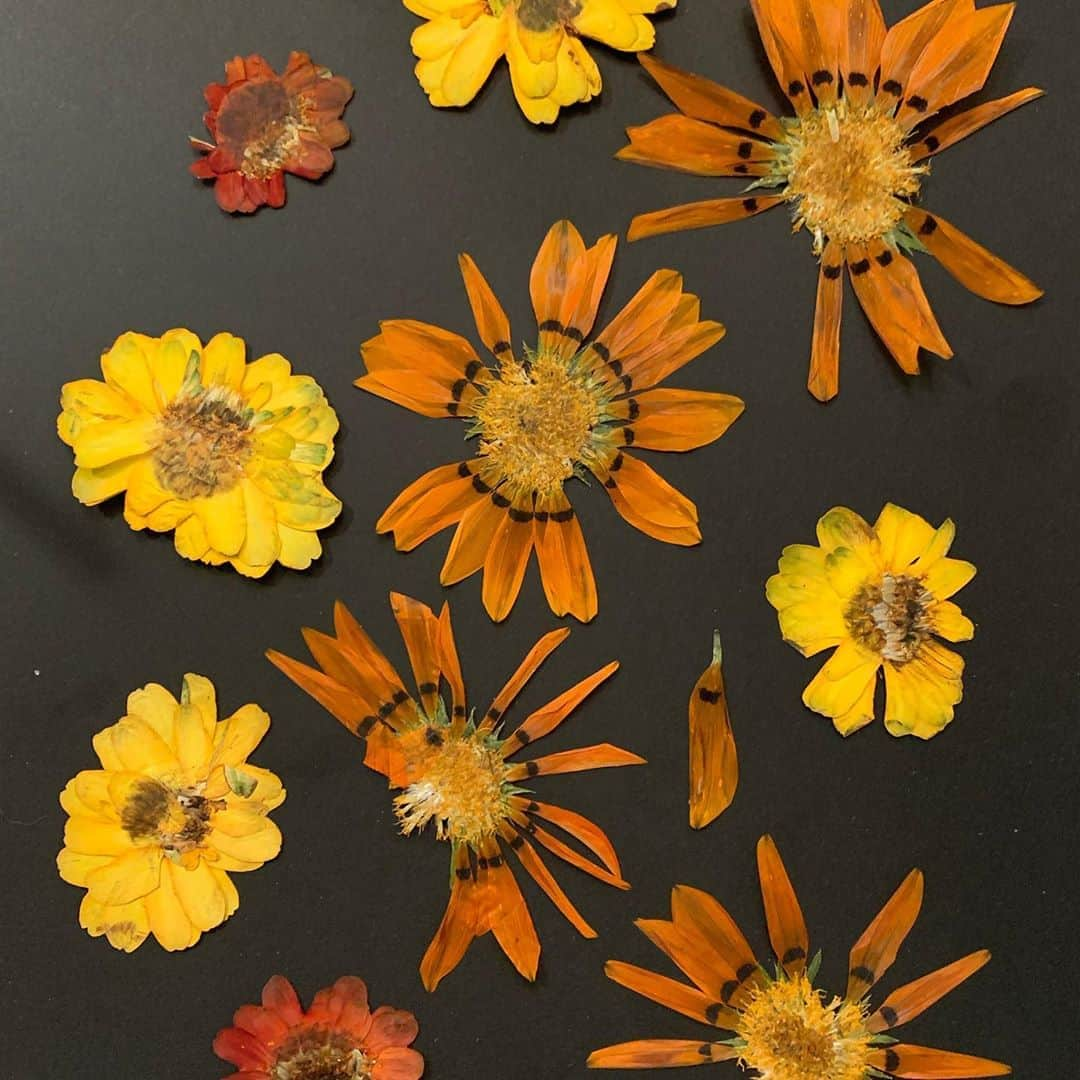 ロージー・オドネルさんのインスタグラム写真 - (ロージー・オドネルInstagram)「frowers out of the press - glued - doodled on - done #pressedflowers #artoftheday #trumpdeathtoll #voteblue2020」9月9日 7時49分 - rosie