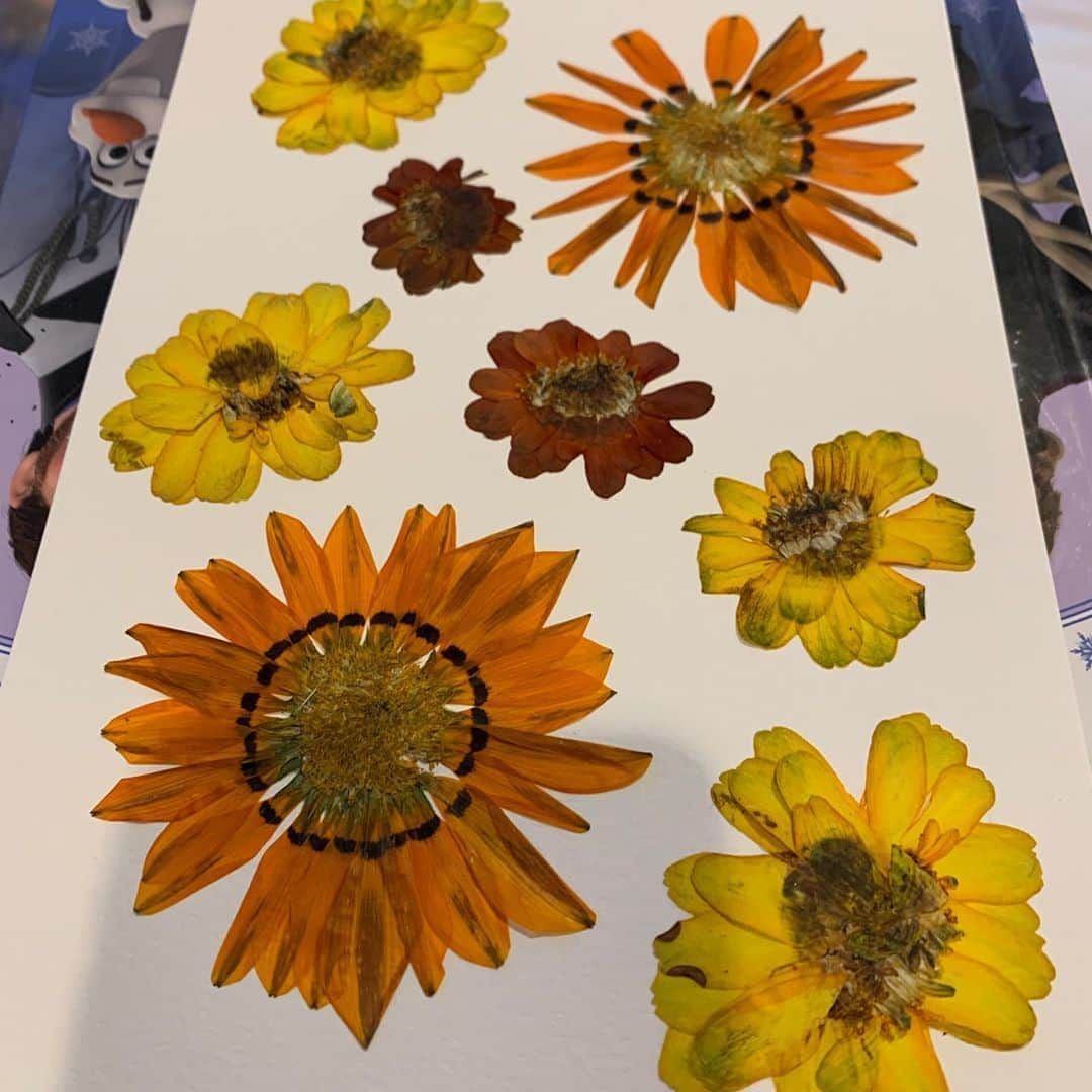 ロージー・オドネルさんのインスタグラム写真 - (ロージー・オドネルInstagram)「frowers out of the press - glued - doodled on - done #pressedflowers #artoftheday #trumpdeathtoll #voteblue2020」9月9日 7時49分 - rosie