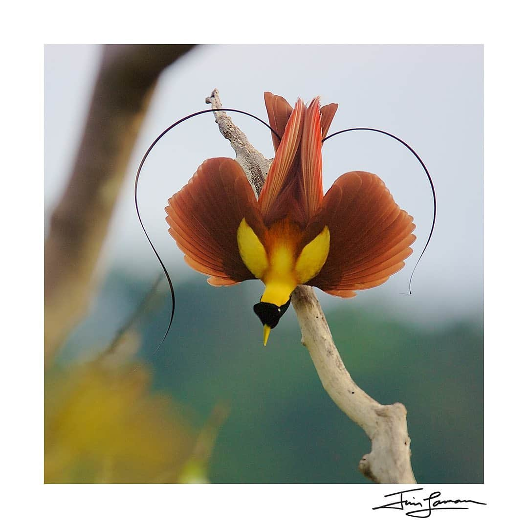 Tim Lamanさんのインスタグラム写真 - (Tim LamanInstagram)「My print collection of Birds-of-Paradise are now on sale. Photos by @TimLaman. With 40 different species in the Bird-of-Paradise family, there are so many amazing stories to tell.  One fun way to share your appreciation for Birds-of-Paradise is to collect one or more of my affordable 12 inch square prints for your wall!  They are all on sale right now, and I’ll be sending 50% of proceeds to help the forest guardians in Papua who look after the forests where these birds live, but are currently out of work due to covid. Here are just a few examples.  See the full gallery in my online store in bio (or at www.timlamanfineart.com). Which one is your favorite?  Also you can see some prints on the wall in my IG Stories for inspiration right now.    1) Red BoP.  2) Wilson’s BoP.  3) Blue BoP.  4) Western Parotia.  5) Greater BoP.  6)Vogelkop Superb BoP.    #Indonesia #Papua #PNG #Birdsofparadise」9月9日 8時03分 - timlaman