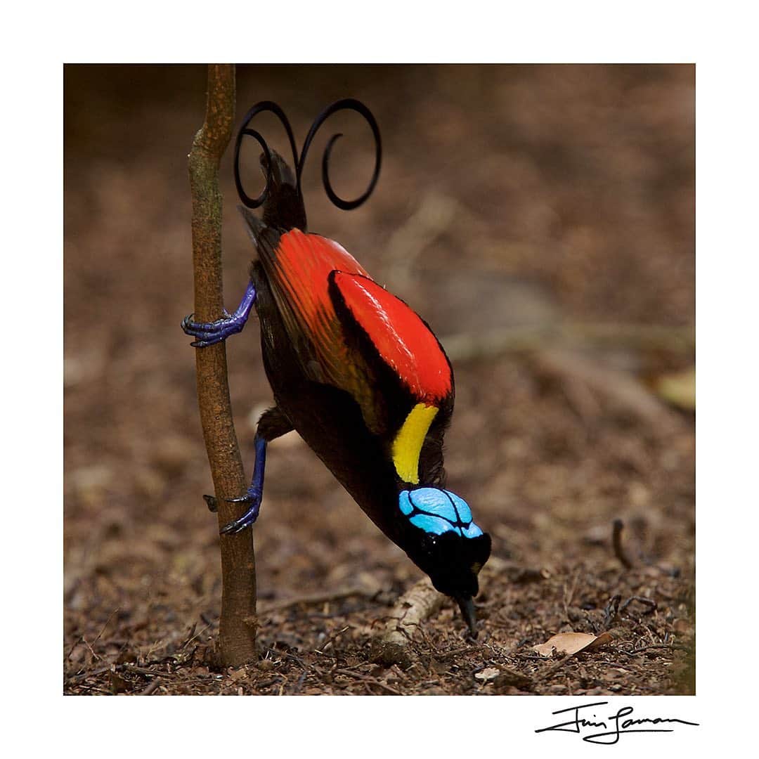 Tim Lamanさんのインスタグラム写真 - (Tim LamanInstagram)「My print collection of Birds-of-Paradise are now on sale. Photos by @TimLaman. With 40 different species in the Bird-of-Paradise family, there are so many amazing stories to tell.  One fun way to share your appreciation for Birds-of-Paradise is to collect one or more of my affordable 12 inch square prints for your wall!  They are all on sale right now, and I’ll be sending 50% of proceeds to help the forest guardians in Papua who look after the forests where these birds live, but are currently out of work due to covid. Here are just a few examples.  See the full gallery in my online store in bio (or at www.timlamanfineart.com). Which one is your favorite?  Also you can see some prints on the wall in my IG Stories for inspiration right now.    1) Red BoP.  2) Wilson’s BoP.  3) Blue BoP.  4) Western Parotia.  5) Greater BoP.  6)Vogelkop Superb BoP.    #Indonesia #Papua #PNG #Birdsofparadise」9月9日 8時03分 - timlaman