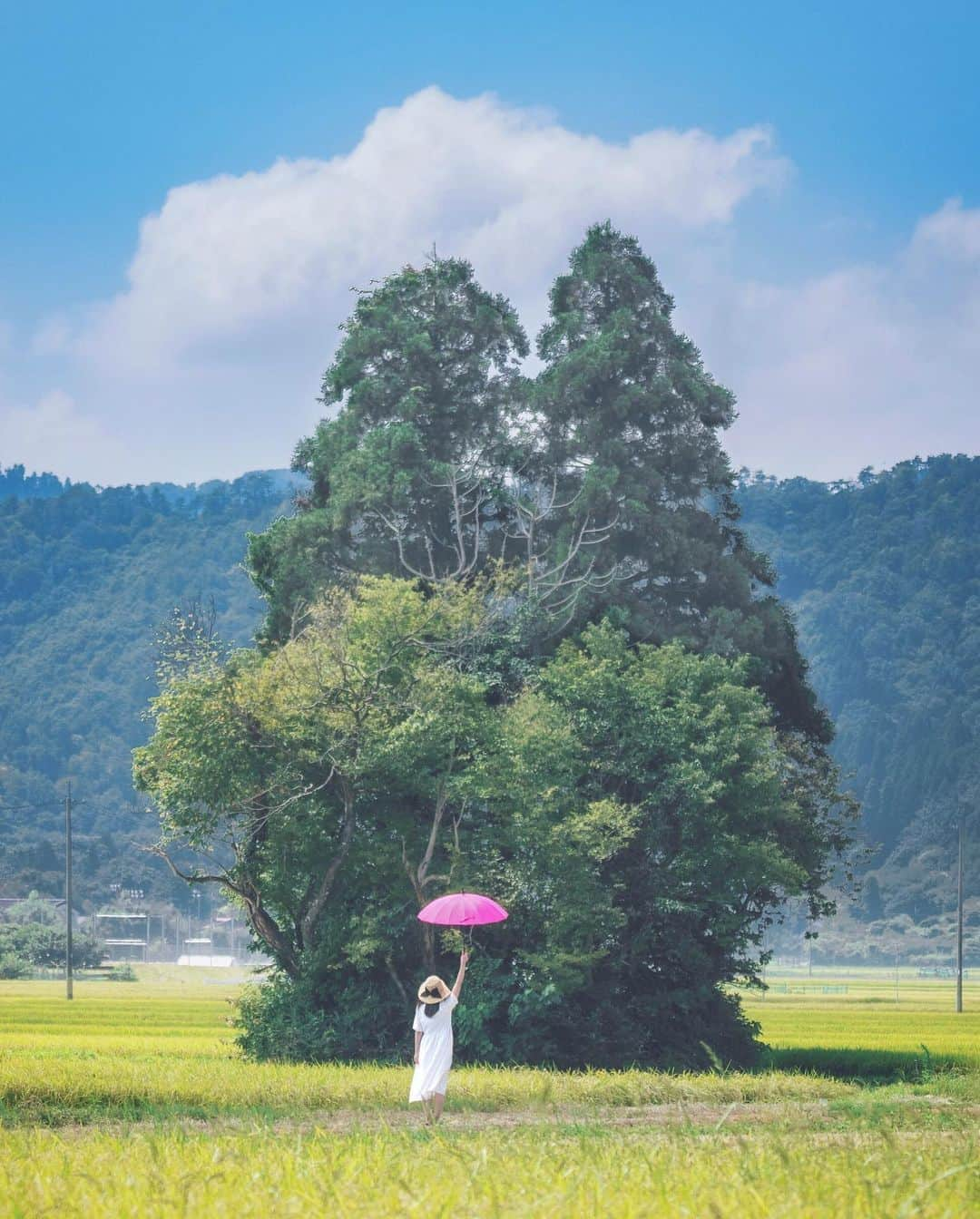 コサさんのインスタグラム写真 - (コサInstagram)「大きなトトロがいました😆 . Location:滋賀 Shiga / Japan🇯🇵 Date:2020年9月 . #トトロの木 #トトロ #しがトコ #TandDフォトコンテスト2020 #discover #今こそ写真でつながろう #パワーフォト部 #Japan_Daytime_View #IGersJP #sorakataphoto  #art_of_japan_ #tokyocameraclub #dpj_member #LBJ_Legend #広がり同盟メンバー #ap_japan_ #retrip_nippon #rakutentravel #写真を止めるな #Lap_2020 #IG_PHOS #photo_jpn #ptk_japan #pt_life_ #bestjapanpics #special_spot_legend #s_shot #japan_of_insta #bestphoto_japan #Rox_Captures」9月9日 8時11分 - kosa_photo