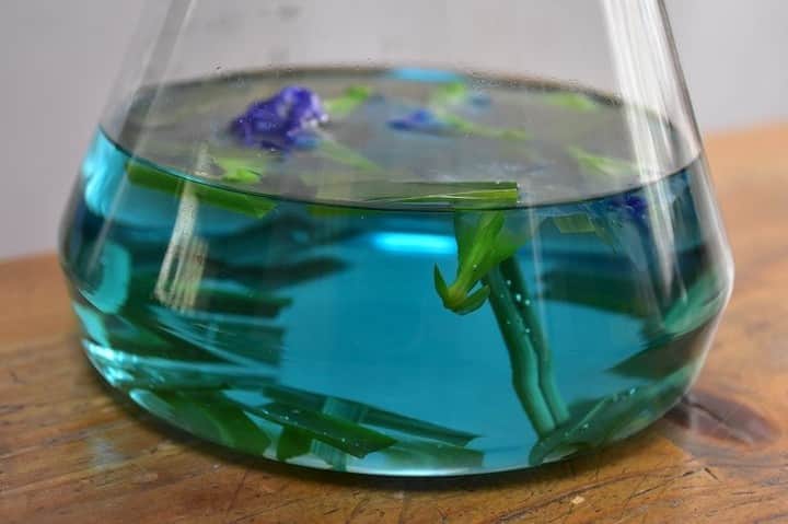 LOVEGREEN -植物と暮らしを豊かに。さんのインスタグラム写真 - (LOVEGREEN -植物と暮らしを豊かに。Instagram)「［バタフライピーティー］ . 澄んだ濃いブルーの花が目を引くバタフライピーはマメ科のハーブ . 天然の染料としても使われるバタフライピーは、お茶にしてもとてもきれいな青いお茶になります☕️ . バタフライピーだけでもお茶として楽しめますが、味がさほどないので、単体での場合ははちみつや柑橘系のジャムなどで甘みを加えたり、炭酸水などで割って飲むのが一般的です . 糖分を加えたくない方におすすめなのは「レモングラス」、「レモンバーム」、「レモンバーベナ」などのレモンの香りのするハーブや「ミント」などとのブレンドティー . LOVEGREENでは複数の種類のハーブとバタフライピーのブレンドハーブティーの作り方をご紹介しています🌿 . 詳しくはプロフィール( @lovegreen_official )のURLよりチェック🌼 . 「バタフライピーティー」から見てみてくださいね🌱 . #バタフライピー #バタフライピーティー #ハーブ #ハーブのある暮らし #香りのある暮らし  #キッチンハーブ #花 #花のある暮らし #花が好き #花のある生活 #花器 #季節の花 #ガーデニング #ガーデニング初心者 #ガーデニングライフ #ガーデニング大好き #ベランダガーデニング  #ナチュラルガーデン #草花  #シンプルな暮らし #シンプルライフ #暮らしを楽しむ #日々の暮らし #丁寧な暮らし #庭の花 #庭 #庭のある暮らし #庭仕事 #花壇 #ガーデン」9月9日 9時00分 - lovegreen_official