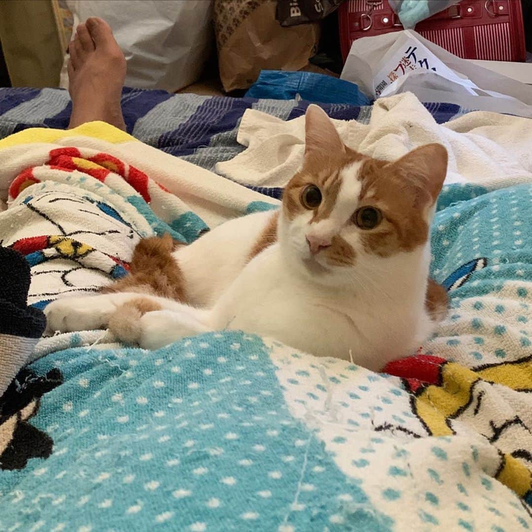 のインスタグラム：「朝、私の足の間で寝てました。 Good Morning Ounari! #うちの猫ら #oinari #猫 #ねこ #cat #ネコ #catstagram #ネコ部 http://kachimo.exblog.jp」