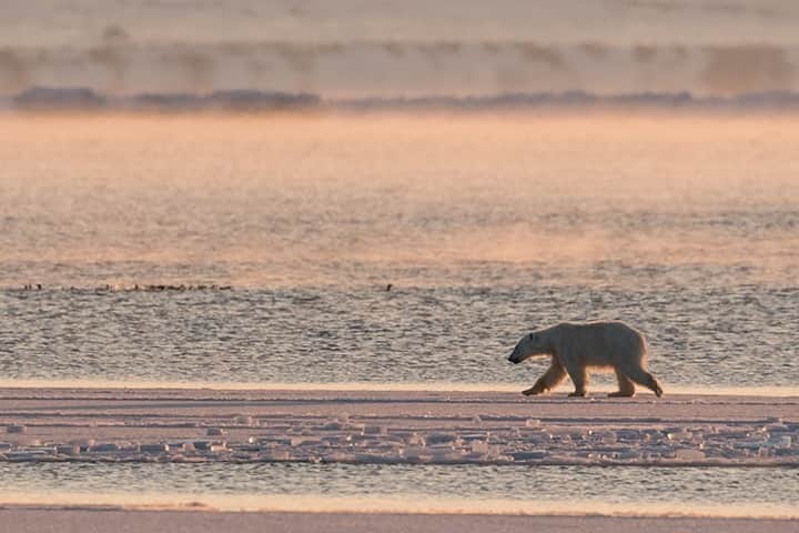 National Geographic Travelさんのインスタグラム写真 - (National Geographic TravelInstagram)「Photo by @DaisyGilardini  By April the pack ice in the frozen fjords of Svalbard slowly opens up. This young bear is scouting the ice edge looking for seals. Of the eight species of bears, polar bears are the only bear to be truly carnivorous. They are at the top of the Arctic food chain, and seals represent 90 percent of their diet. Follow me @DaisyGilardini for more images and stories behind the scenes. #svalbard #norway #polarbear #conservation #climatechange」9月9日 9時02分 - natgeotravel