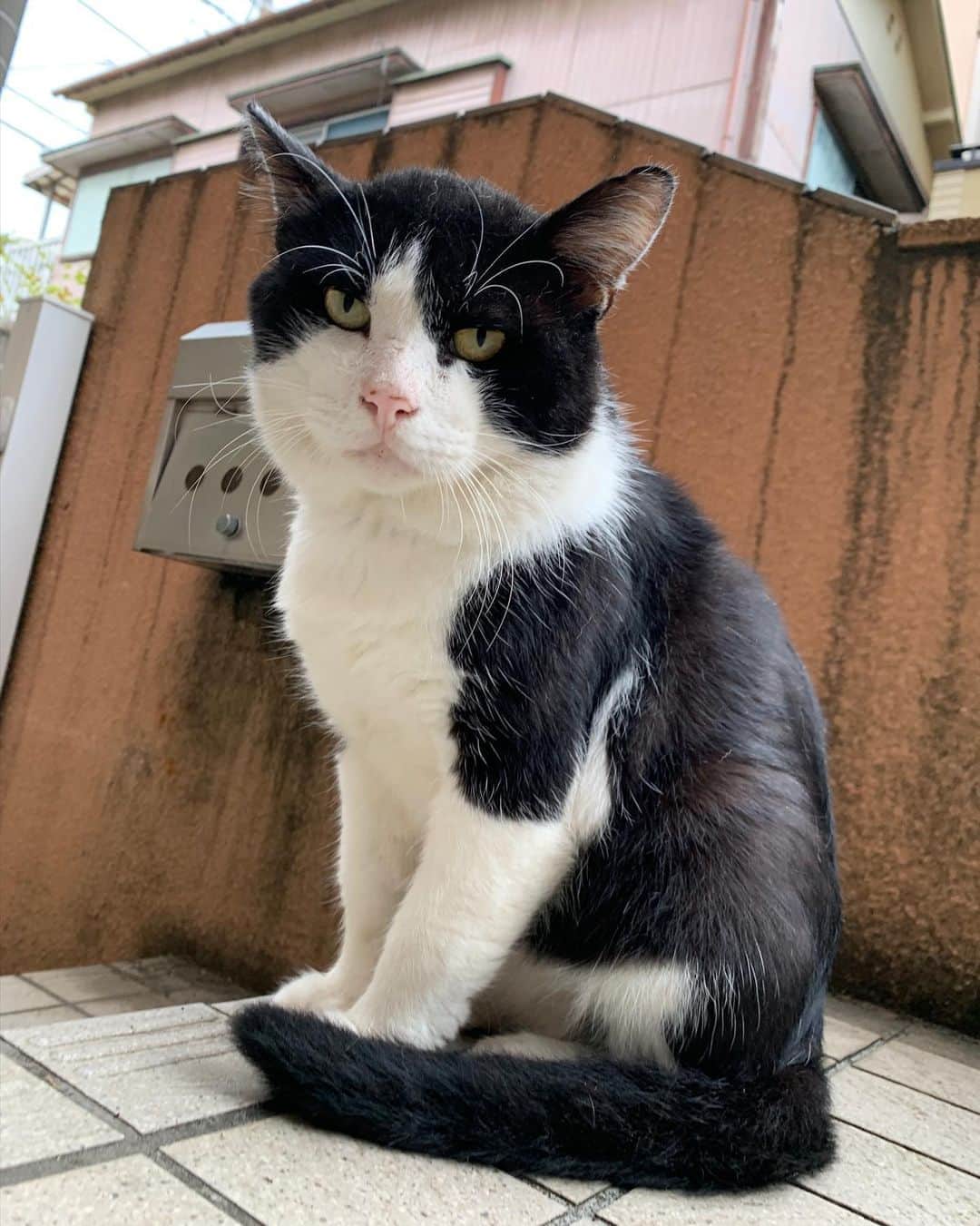 Kachimo Yoshimatsuさんのインスタグラム写真 - (Kachimo YoshimatsuInstagram)「おはようイカスミ Good Morning Ikasumi   この写真は、9/7の朝の写真。 昨日、今日と姿を見てない。 どうしたかな？ よそで、いっぱいもらえたなら良いけど。  #うちの猫ら #ikasumi #イカスミ #sotononekora #猫 #ねこ #cat #ネコ #catstagram #ネコ部 http://kachimo.exblog.jp」9月9日 9時07分 - kachimo