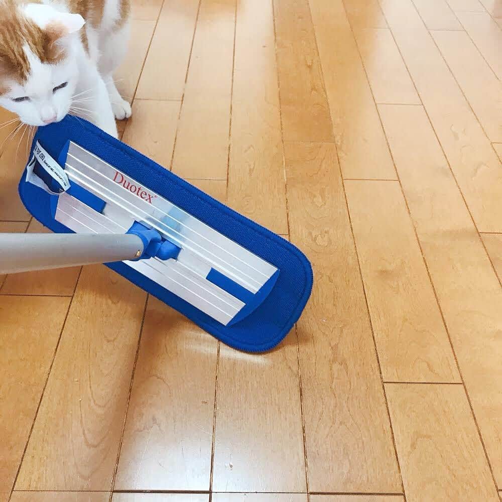 ecomfort（エコンフォート）さんのインスタグラム写真 - (ecomfort（エコンフォート）Instagram)「【猫は掃除機の音が嫌い】  さあ掃除機をかけよう！と言った途端に安全な場所へとかくれんぼ。  気の毒に思いながら掃除機をかけていました。 音に敏感な猫にとって掃除機は好きになれないようです。  ところがMQモップでお掃除すると・・・ 猫が後からついてくるんです！ どうやらスイスイ動くモップが気になる様子。  MQモップは電気も洗剤も要らず、”水だけ”で フローリングに付いた足跡や汚れを拭き取るので、 ペットがいる暮らしにピッタリなお掃除道具です。  フローリングに付いた足跡には水スプレーを1～2プッシュ吹きかけて拭けばカンタンきれいに落とせます。  抜け毛や綿埃を集める時は水なしのカラ拭きがオススメ、マイクロファイバーがペットの抜け毛を絡め取ります。  今まで申し訳なく思いながら掃除機を掛けていたのですが、 喜んでついてくるのを見ると、お掃除の邪魔をされても許せてしまいます。  MQ・Duotex プレミアムモップセット30cm 価格　￥10,450（税込）  MQ・Duotex プレミアムモップセット47cm 価格　￥12,100（税込）  #ecomfort　#エコンフォート　#ecomfortHouse　#サスティナブル　#エコ　#ナチュラル志向　#丁寧な暮らし　#北欧　#表参道　#今日の買い物が未来を変える　#神宮前5丁目　#神五通り　#MQDuotex　#ペットと暮らす　#ペットのいる暮らし　#水だけ　#スウェーデン　＃業務用　＃網戸やお風呂の水滴拭きにも」9月9日 9時08分 - ecomfort_eoct