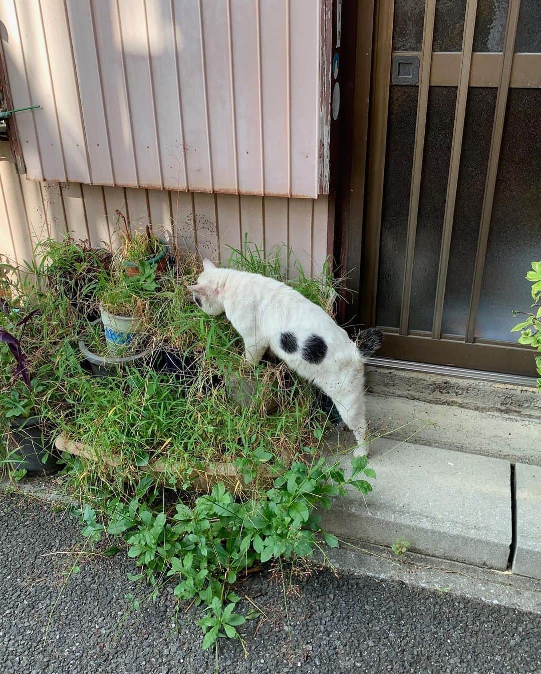 Kachimo Yoshimatsuさんのインスタグラム写真 - (Kachimo YoshimatsuInstagram)「一年前のナナクロ Nanakuro a year ago  Photo:2019.09.08 ご飯食べ終わって、頭を掻いてあげて、ちょっと腰ポン。  家を出て、カポックとたわむれ、 オシッコ！  あ！そこでしちゃダメでしょう🙅‍♂️  あ〜！あ！  #うちの猫ら #ナナクロ #ナナクロ大好き #一年前のナナクロ #nanakuro #猫 #ねこ #cat #ネコ #catstagram #ネコ部 http://kachimo.exblog.jp」9月9日 9時15分 - kachimo