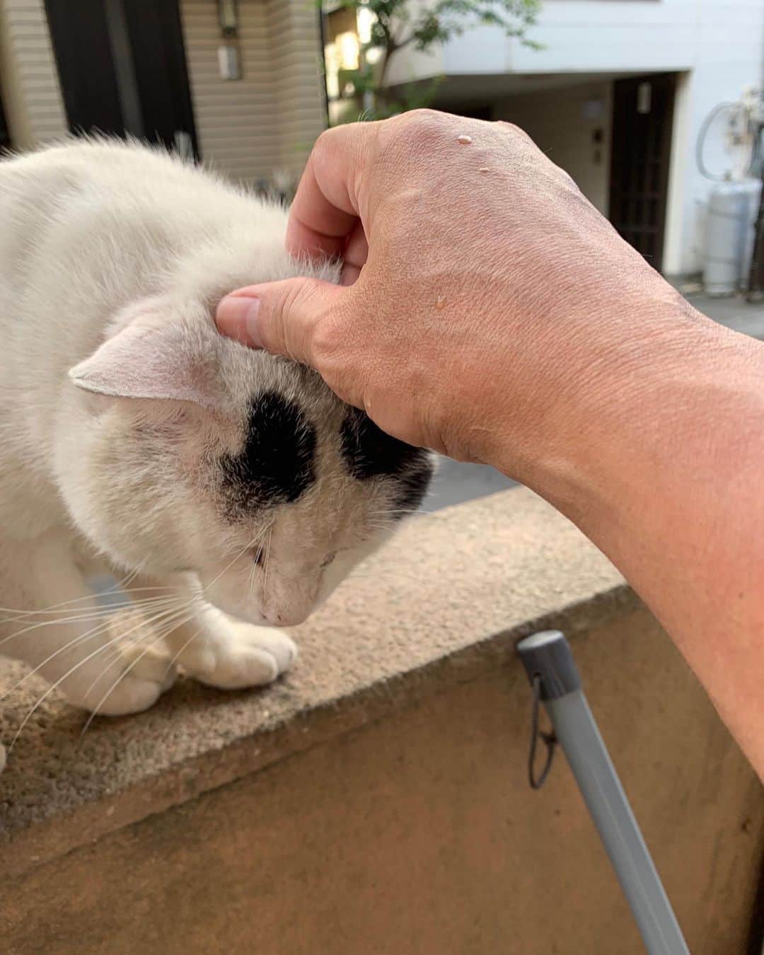 のインスタグラム：「一年前のナナクロ Nanakuro a year ago  Photo:2019.09.08 ご飯食べ終わって、頭を掻いてあげて、ちょっと腰ポン。  家を出て、カポックとたわむれ、 オシッコ！  あ！そこでしちゃダメでしょう🙅‍♂️  あ〜！あ！  #うちの猫ら #ナナクロ #ナナクロ大好き #一年前のナナクロ #nanakuro #猫 #ねこ #cat #ネコ #catstagram #ネコ部 http://kachimo.exblog.jp」