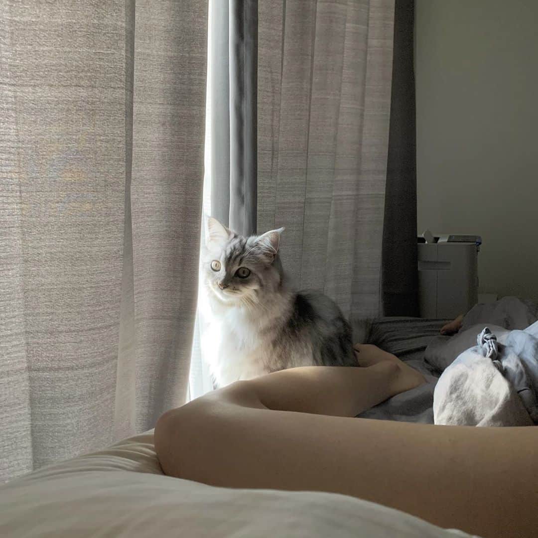 朱音のインスタグラム：「朝のしあわせ目線  #ねこのいる生活 #サイベリアン #고양이 #고양이그램」
