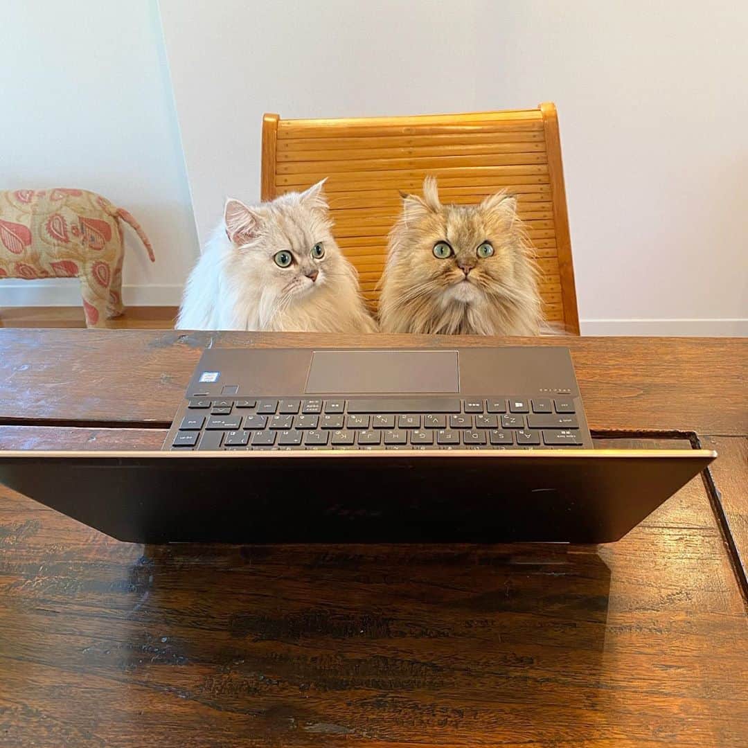 兄弟猫と私と夫の2トムのまいにちさんのインスタグラム写真 - (兄弟猫と私と夫の2トムのまいにちInstagram)「さて、出社完了。 豆文具 シャープペンシルの芯部 芯の開発チーム  ぶどう味の芯🍇の提案書作成中  cat#cats#pet#catsofinstagram#catstagram#catstagram_japan#instacat#cutecat#cutepetclub#bestcats#world_kawaii_cat#catoftheday#meow#bestmeow#TheDailyKitten#ねこ#ネコ#猫#ねこ部#ふわもこ部#pecoねこ部#みんねこ#チンチラ#チンチラゴールデン#チンチラシルバー#ペルシャ#みぃ豆#ふぅ豆」9月9日 9時28分 - maamiff