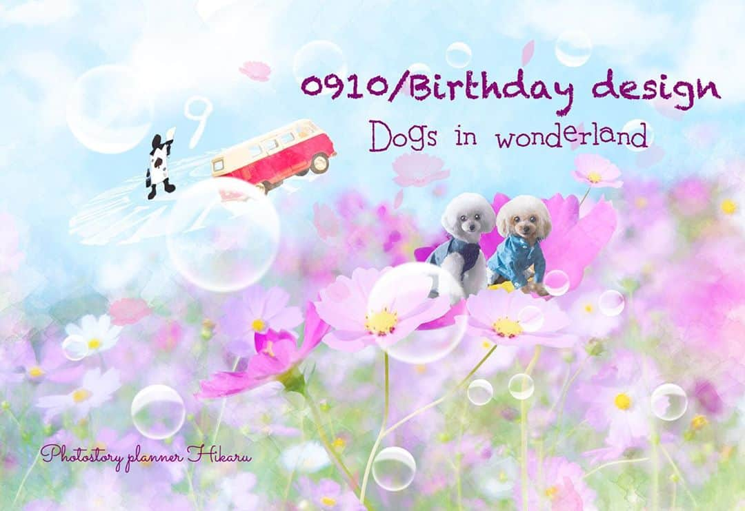 deco_moco_rinのインスタグラム：「* ❤︎♣︎♦︎♠︎ Dogs in wonderland ❤︎♣︎♦︎♠︎ 0910/Birthday designオーダー受付を開始します。 * オーダーご希望の方の中から年齢不問で1名様にプレゼント、4名様お引き受け、計5名様で募集します。 * 4名様は年齢不問で3枠、1枠を10歳以上のシニア枠としてご用意します。 * ⚠️プレゼントのみのご応募は受付していません🙇‍♀️ 優先の方で手いっぱいなのであまりたくさんお引き受けできなくてごめんなさい。 非公開の方でも🆗です。 以下内容よくお読みくださいませ。 🗝🗝🗝🗝🗝🗝 ⬇︎ 対象: 0910月がお誕生日のワンコ。ご家族ワンコがご一緒でも🆗 写真があればお空組の子も🆗 * こちらのpostに年齢を添えてコメントくださいませ。 5名様以上の場合コメント返信で抽選番号お伝えします。 * 受付締切:9/11（金）21時 * 事前に金額確認したい方はDMください。 過去にお伝えしているものと変更ありません。 写真は急ぎませんのでご都合よい時で大丈夫です。私の制作ものんびりです。 * どうぞよろしくお願いいたします🐇  * モデルは本日9歳のお誕生日を迎えたたいしにお願いしました💕 いろはと今年も仲良く楽しく過ごしてね。 *  #2020bd_wonderland_hikaru」