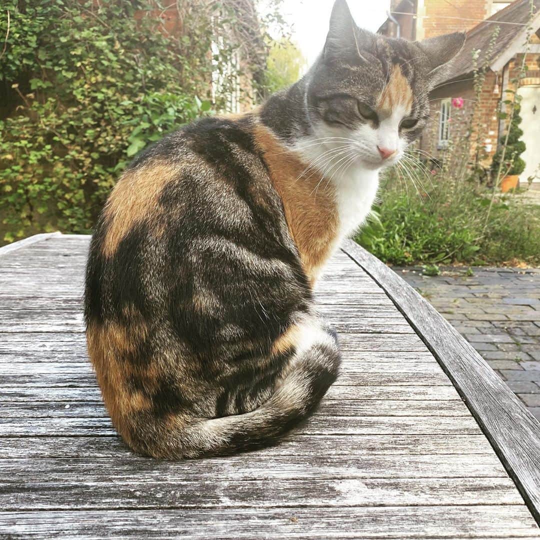 布袋寅泰さんのインスタグラム写真 - (布袋寅泰Instagram)「猫もかわいいね。#cat」9月9日 10時02分 - hotei_official