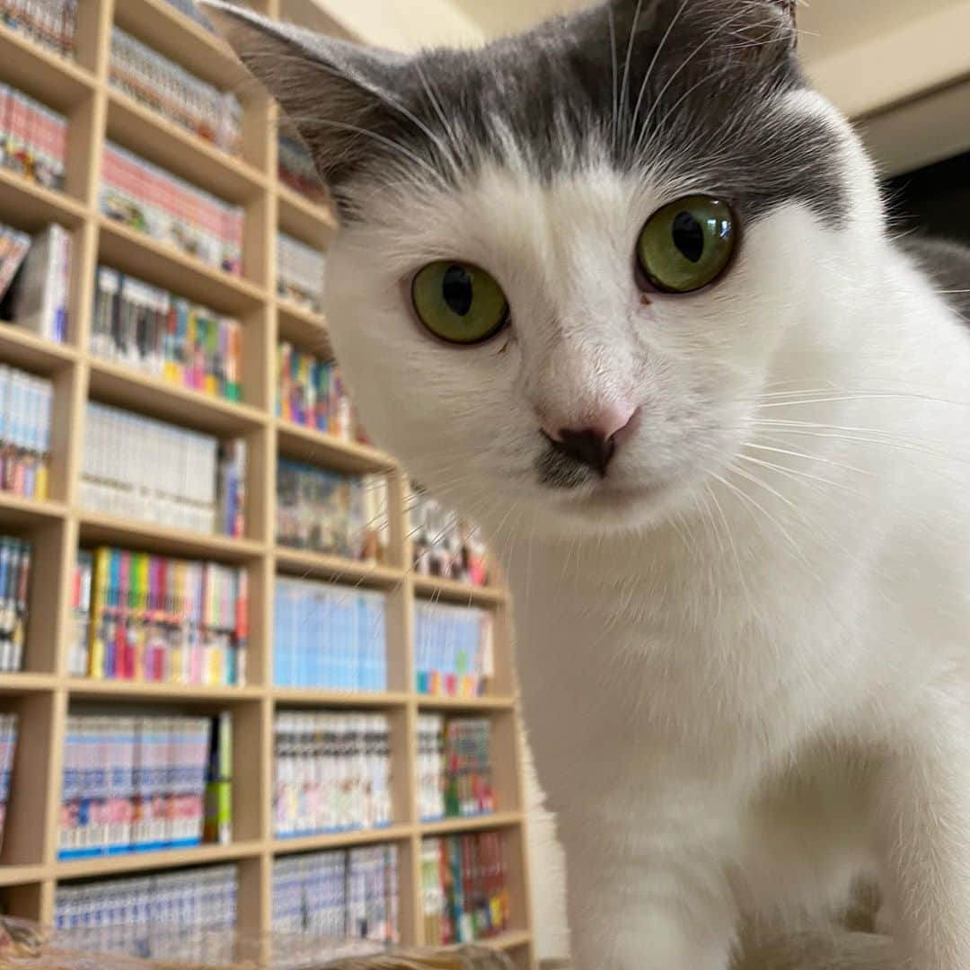 サンシャイン池崎さんのインスタグラム写真 - (サンシャイン池崎Instagram)「風ちゃん詰め合わせ！！！！  #猫 #猫の森 #風神」9月9日 10時12分 - ikezaki_yeah