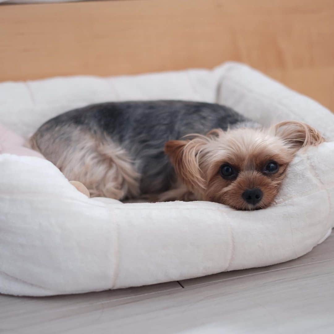 のインスタグラム：「😴🐶🥱  How Ruby spend the day while her human works hard at home.  お仕事中、寝室のぞいたら寝てた。  #yorkie #yorkshireterrier #ヨーキー #ヨークシャテリア」