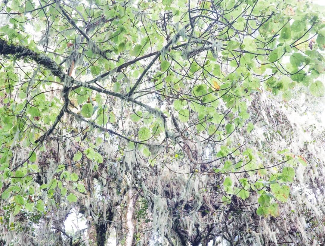 のインスタグラム：「Photo by @williamodaniels  Trees in the virgin forest of Mount Morungole in Uganda, in an area bordering Kenya and South Sudan, at an altitude of 2,500 meters (8,000 feet). In 2016, I followed a group of American and Ugandan researchers undertaking an inventory of biodiversity of vertebrates and symbionts. Their conclusion: the forest has been impacted by human presence. Follow me on @williamodaniels for more stories around the world.」