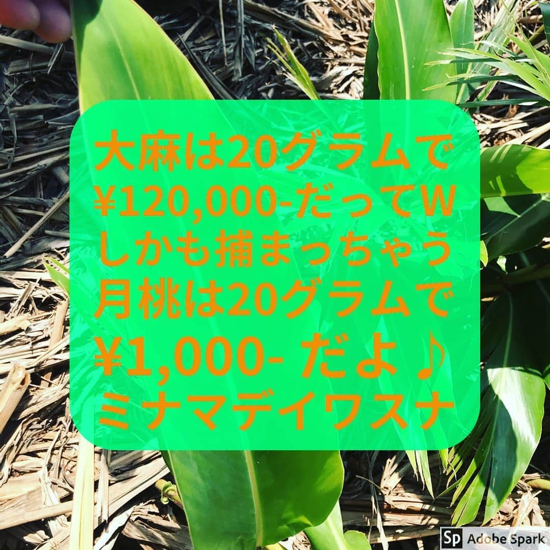 MOOMINさんのインスタグラム写真 - (MOOMINInstagram)「大麻は20グラムで ¥120,000-だってw しかも捕まっちゃうし、 月桃は20グラムで ¥1,000- だよ♪ ミナマデイワスナ  #月桃ライフ #雑草バイブス #ストリートカルチャー #使い方はアナタ次第 #依存からの脱却 #まだ大麻吸ってんの #日本じゃパクられるよ #バカバカしい #月桃は捕まらないよ #ネクストレベル #ご注文はdmで #しかも送料込み」9月9日 10時21分 - singermoomin