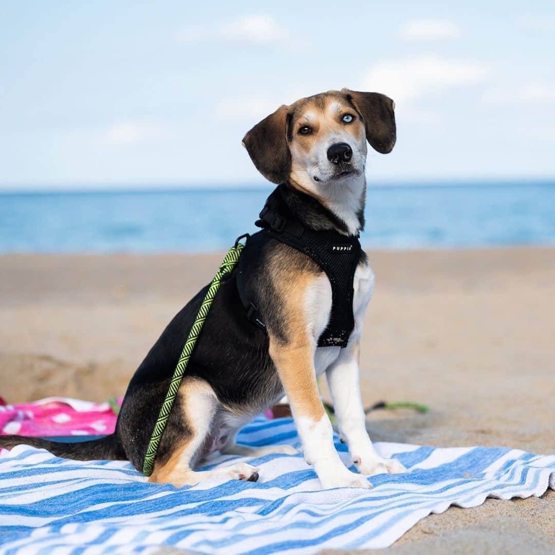 The Dogistさんのインスタグラム写真 - (The DogistInstagram)「Phoebe, Beagle mix (5 m/o), Cape Cod, MA • “She howls at sirens every time. She thinks they’re dogs in the distance – that her pack is calling. It’s a little sad; we comfort her after she does it.” @phoebedigsalot , a rescue from Mississippi, via @pawsafe」9月9日 10時44分 - thedogist