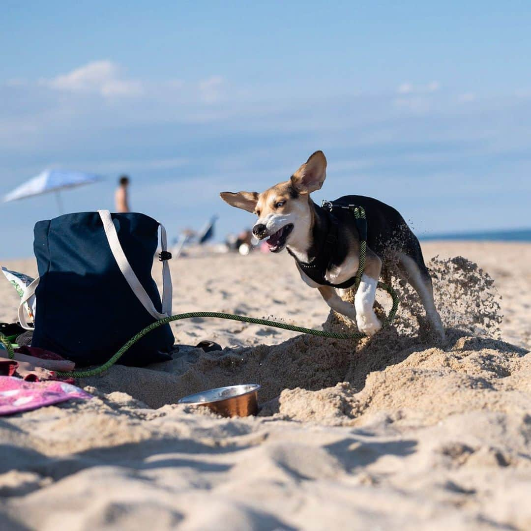 The Dogistさんのインスタグラム写真 - (The DogistInstagram)「Phoebe, Beagle mix (5 m/o), Cape Cod, MA • “She howls at sirens every time. She thinks they’re dogs in the distance – that her pack is calling. It’s a little sad; we comfort her after she does it.” @phoebedigsalot , a rescue from Mississippi, via @pawsafe」9月9日 10時44分 - thedogist