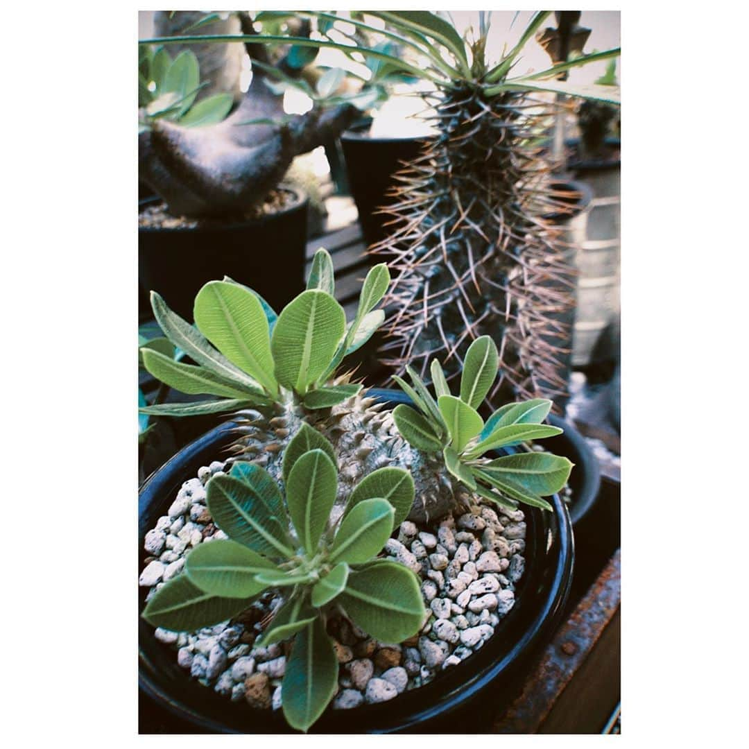 馬庭良介さんのインスタグラム写真 - (馬庭良介Instagram)「some plants. #agave #titanota #horrida #pachypodium #makayense #brevicaule #lamerei #succulents #caudex #アガベ #アガベチタノタ #アガベホリダ #パキポディウム #実生 #マカイエンセ #恵比寿笑い #ラメリー #塊根植物 #コーデックス #多肉植物」9月9日 11時03分 - maniwa_ryosuke