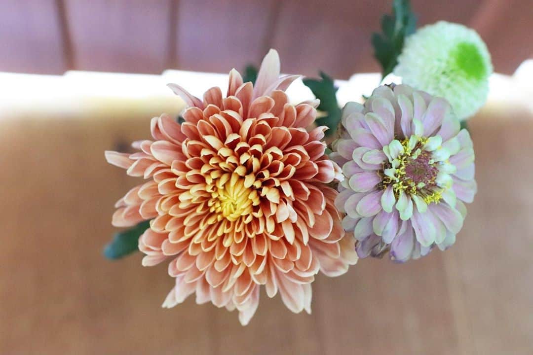 相馬絵美のインスタグラム：「【9月9日は重陽の節句】  中国から伝わった五節句の一つで、陽の数である奇数の中で最大の＂9＂が重なる縁起の良い日❤️  古代中国や日本では奇数が陽とされていて、陽が重なる日は強い霊力が生み出される日と考えられていたみたい。 確かに3月3日は桃の節句、5月5日は端午の節句だもんね🎎🎏  陰陽で良い気もあれば悪い気も出やすいこの日をお祝いすることで、良い気だけ取り込みましょうって事で、延命の力がある菊を観賞したり、菊酒にして飲んだりして不老長寿を願っていたんだって🌈  菊って漢字の中には米が隠れているから元々相性は良いんだけど、この重陽の節句では米のお酒、日本酒と菊を合わせて部屋に飾ったり飲んだり、菊を部屋に飾るのがオススメ。  私も明日滝行だから体を清める意味で今日は菊酒を飲もうかな(笑)  9×9は日本の国番号の81だから、日本の神様とシンクロしやすい日でもあるかもねー❤️  ホロスコープ的にも今日はかなり開運日なのであとでちょろっと説明してみようかな💫  とにかく今日はスーパーで菊とお酒をゲットだね🍶  #重陽の節句です #菊を買おう #日本酒を買おう #菊酒を飲もう #お清めお清め〜 #飲めない子は無理しないでね #部屋に飾るだけ♡」
