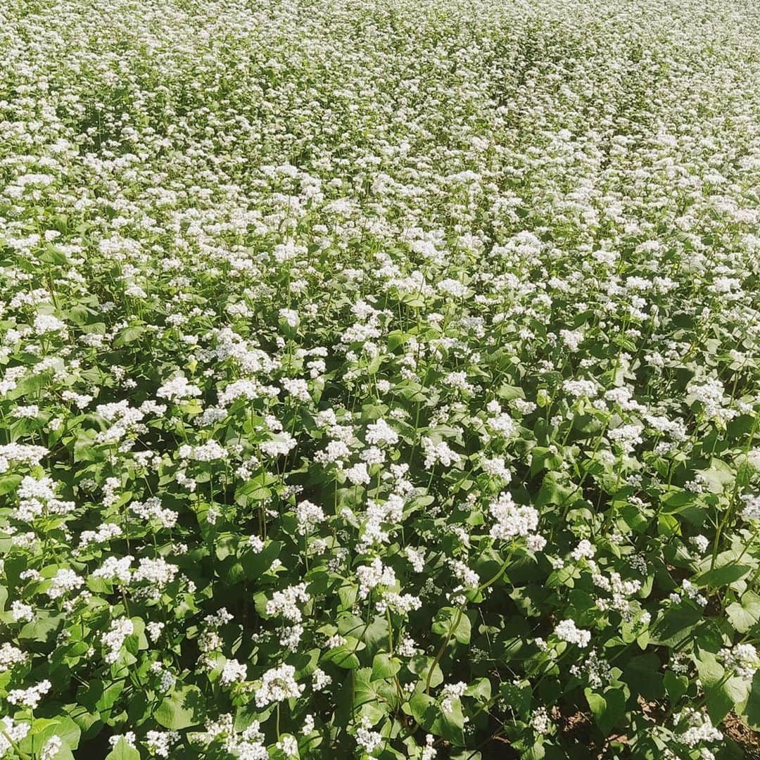 黒木桃子さんのインスタグラム写真 - (黒木桃子Instagram)「久々のスッキリした晴れの間に、 ランニング🏃‍♀️⛰✨ そばの花が沢山咲いておりました💖  #蕎麦の花 #dreamy #自然散策」9月9日 11時21分 - momoko_nagano
