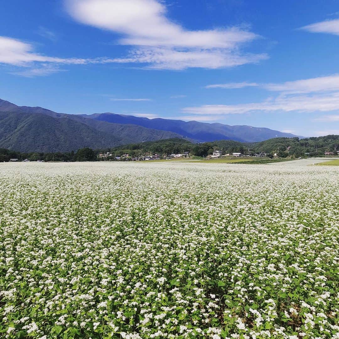 黒木桃子さんのインスタグラム写真 - (黒木桃子Instagram)「久々のスッキリした晴れの間に、 ランニング🏃‍♀️⛰✨ そばの花が沢山咲いておりました💖  #蕎麦の花 #dreamy #自然散策」9月9日 11時21分 - momoko_nagano