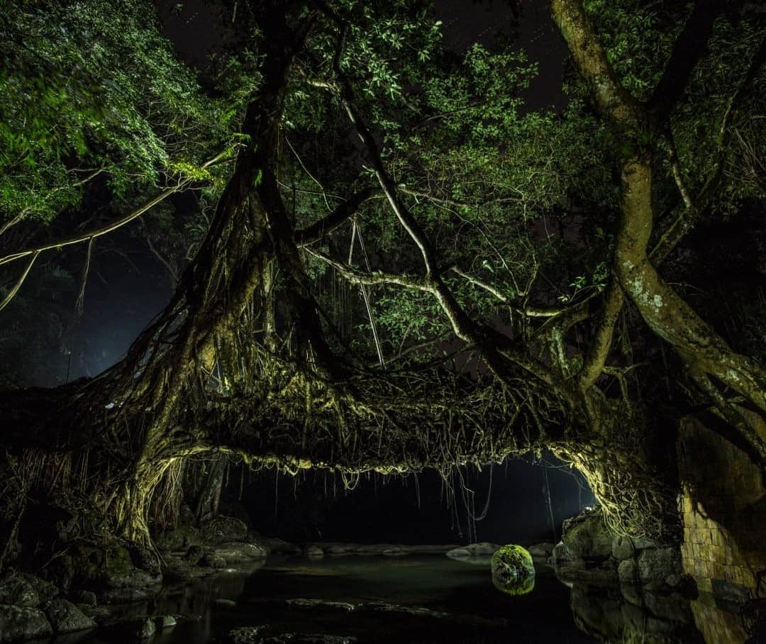 のインスタグラム：「Photo by Prasenjeet Yadav @prasen.yadav "Jing kiengJri" is the local name for these fascinating bridges made from tree roots. Found in India's northeastern state of Meghalaya, the bridges are located in the foothills of the Himalaya. They're a force of nature and human ingenuity, and I was humbled to learn about these living structures from people whose ancestors crafted them. To tell their story, we needed to show them in a new light. After brainstorming with my photographer friend and lighting inspiration @anandavarma, we decided to use light painting to make nighttime portraits. The idea was to use artificial lighting to isolate the big green bridges from their rainforest backgrounds. Artificially lighting these humongous Ficus elastica trees was tricky and challenging. But after weeks of trying, the resulting images were close to what we had in mind: to make them look like they are right out of Lord of the Rings. But these surreal structures actually exist. Follow me @prasen.yadav for more photos from India and Central Asia.」