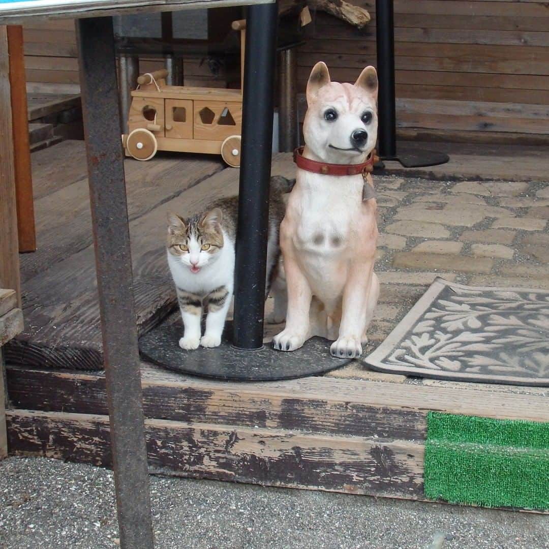 【公式】オーシャンリゾートホテル マホロバ・マインズ三浦さんのインスタグラム写真 - (【公式】オーシャンリゾートホテル マホロバ・マインズ三浦Instagram)「三浦を歩いていると、まちに住む猫たちに出会えます。 三崎のおいしいお魚を食べてるのか分かりませんが、心なしかみんな毛ヅヤが良いような気がします笑 ちなみに最後の写真の猫はホテル近くの公園に出没する猫（模様が似ているのでちくわちゃんと呼んでます）。人懐っこくてスタッフからもかわいがられているアイドルです。  #三崎下町 #ねこすたぐらむ #ねこのいる生活 #まち歩き #三崎港 #港町 #猫 #地域猫 #猫のいる暮らし #週末トリップ #城ヶ島 #三崎口 #下町散歩 #城ヶ島 #かねあ #昭和 #猫好きな人と繋がりたい #街角スナップ #三浦半島いいところ #みさきまぐろきっぷ #まぐろきっぷ #三崎 #神奈川観光 #三浦 #三浦市 #maholovaminds #マホロバマインズ #マホロバ #三浦半島」9月9日 12時00分 - maholova_minds_miura