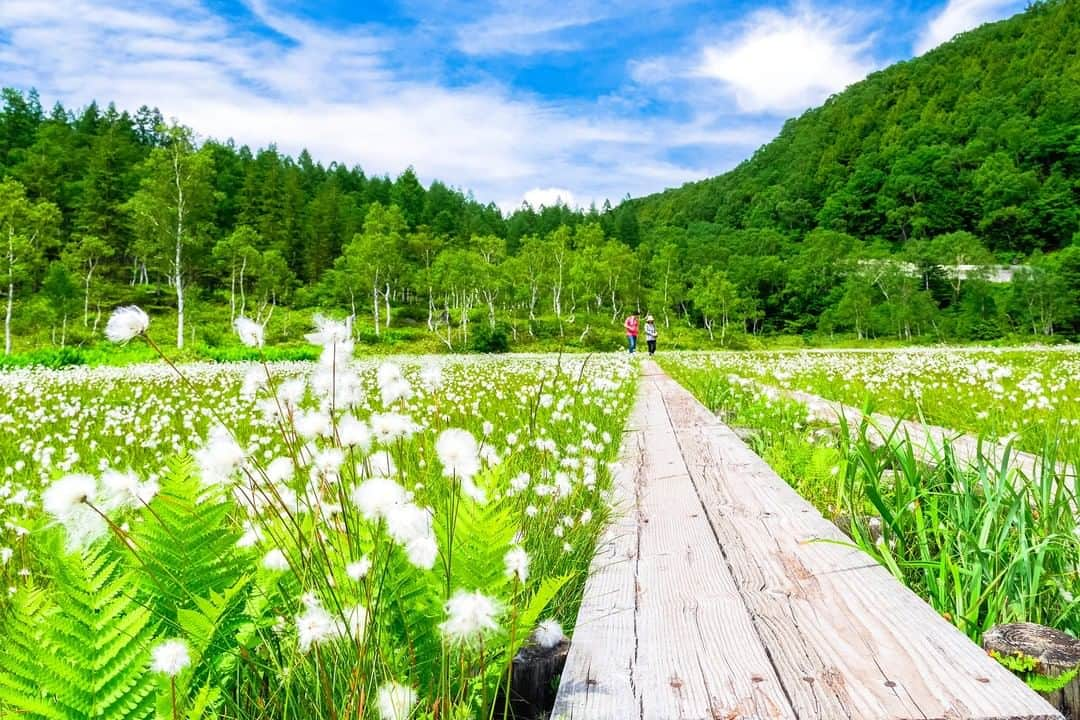 THE GATEのインスタグラム：「【 Shiga Kogen// #Nagano 】 "Shiga Kogen" is located in Yamanouchi Town, the northern part of Nagano Prefecture, and is located on the prefectural border with Gunma Prefecture and Niigata Prefecture. l It is a plateau formed by the lava flow of Mt. Shiga and spread over a lava plateau with an altitude of 1,400 m to 2,000 m. l Shiga Kogen, which is also popular as a hot spring resort, has eight hot spring inns such as "Kumanoyu Hot Spring". It is a summer resort where you can enjoy camping and trekking in the summer, and a base for winter sports such as skiing in the winter.————————————————————————————— ◉Adress 7148 Heiwa, Yamanouchi-machi, Shimotakai-gun, Nagano 381-0401 (Hasuike), Shiga Kogen General Hall 98 ————————————————————————————— Follow @thegate.japan for daily dose of inspiration from Japan and for your future travel.  Tag your own photos from your past memories in Japan with #thegatejp to give us permission to repost !  Check more information about Japan. →@thegate.japan . #japanlovers #Japan_photogroup #viewing #Visitjapanphilipines #Visitjapantw #Visitjapanus #Visitjapanfr #Sightseeingjapan #Triptojapan  #粉我 #Instatravelers #Instatravelphotography #Instatravellife #Instagramjapanphoto #Kamikochi #Summerresort #避暑勝地 #피서지 #lugardeveraneo #hiking #하이킹 #excursionismo #mengembara #shigakogen」