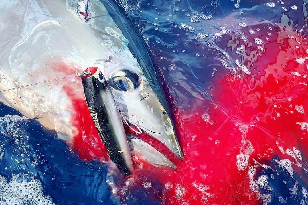 スーパーナブラのインスタグラム：「. . マグロの編集はじめました！ ． 予定より遅れましたが マグロは真空で冷凍してありますので 美味しく食べていただけます！ ． マグロプレゼント情報 金曜日発表予定です🙇‍♀️ ． ． 大きな釣具メーカーさんは 血の写真がだめと聞いたことがあります でも キャッチシーン迫力ありますよね😳 ． ． #小泊#青森#マグロ#うまい！ #東北#風景#海#温泉#旅館#ホテル#和食 #グルメ#露天風呂#足湯#GW#車中泊 #景色#釣り#ブラックバス#バス釣り #発見#おでかけ#女子旅#ツーリング#魚 #自然#釣り#釣りガール#YouTube#旅」